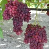 Red Catawba Grape Vine Live Plant Starter 5-7 Inch Tall Fruit Vitis Labrusca - Image 1