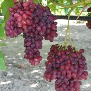 Red Catawba Grape Vine Live Plant Starter 5-7 Inch Tall Fruit Vitis Labrusca - Image 1