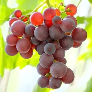Red Catawba Grape Vine Live Plant Starter 5-7