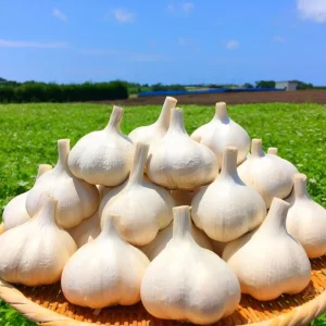 Red Chesnok Hardneck Garlic Bulbs for Planting - 1 Pound, Cold Hardy - Image 2