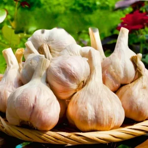 Red Chesnok Hardneck Garlic Bulbs for Planting - 1 Pound, Cold Hardy - Image 9
