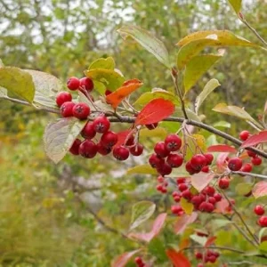 Red Chokeberry Plant - Aronia Berry Shrub 6-12 Inch Tall, 2.5 Inch Pot - Image 2