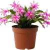 Red Christmas Cactus Live Plant in 2 Inch Pot - Vibrant Holiday Blooms - Image 1