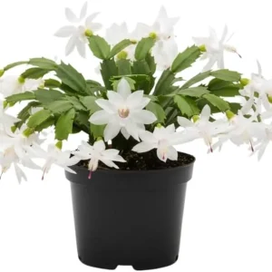 Red Christmas Cactus Live Plant in 2 Inch Pot - Vibrant Holiday Blooms - Image 5