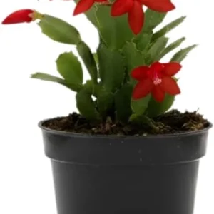 Red Christmas Cactus Live Plant in 2 Inch Pot - Vibrant Holiday Blooms - Image 6