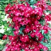 Red Clematis Live Vine Plant - Perennial Flower for Garden, 2.5 Inch Pot - Image 1