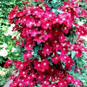 Red Clematis Live Vine Plant - Perennial Flower for Garden, 2.5 Inch Pot - Image 2