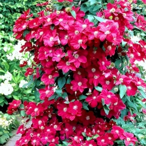 Red Clematis Live Vine Plant - Perennial Flower for Garden, 2.5 Inch Pot - Image 6