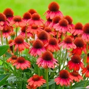 Red Coneflower Live Plants - Echinacea Perennial - 2-Pack - 3-5 Inch Tall - Image 3