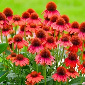 Red Coneflower Live Plants - Echinacea Perennial - 2-Pack - 3-5 Inch Tall - Image 6