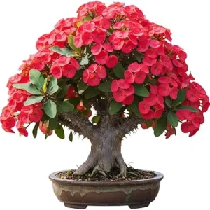 Red Crown of Thorns Live Plant – Euphorbia Milii – 3-5 Inch Tall – Indoor/Outdoor - Image 6