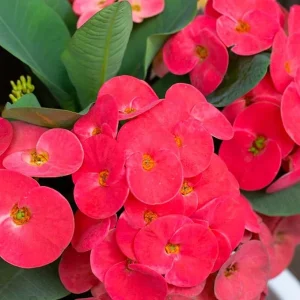 Red Crown of Thorns Live Plant - Euphorbia Milii - 4 Inch Pot - Indoor/Outdoor - Image 4