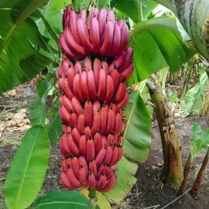 Red Cuban Banana Plant Live for Planting, Cold Hardy Musa, 4-7