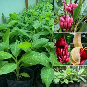 Red Cuban Banana Plant Live for Planting, Cold Hardy Musa, 4-7