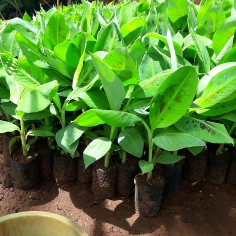 Red Cuban Banana Plant Live for Planting, Cold Hardy Musa, 4-7" Tall - Image 5