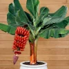 Red Cuban Banana Plant Live for Planting, Cold Hardy Musa, 4-7" Tall - Image 1