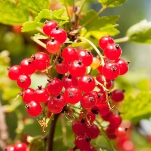 Red Currant Bush Live Plant – 1 Year Bare Root Berry Plant – 6-8 ft Tall – Full Sun Outdoor - Image 4