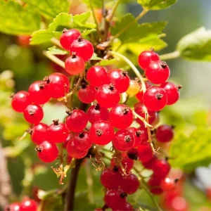 Red Currant Bush Live Plant – 1 Year Bare Root Berry Plant – 6-8 ft Tall – Full Sun Outdoor - Image 5