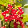 Red Currant Bush Live Plant – 1 Year Bare Root Berry Plant – 6-8 ft Tall – Full Sun Outdoor - Image 1
