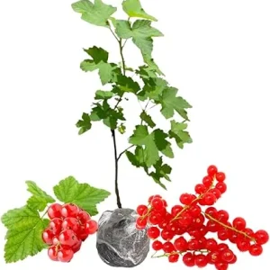 Red Currant Bush Live Plant 5-9 Inch – Bare Root Fruit Tree for Planting - Image 2