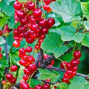 Red Currant Bush Live Plant – 5-9 Inch Tall Fruit Tree – Well Rooted - Image 5