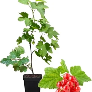 Red Currant Bush Live Plant - Bare Root, 5-9 Inches Tall, Sweet Current Berries - Image 4