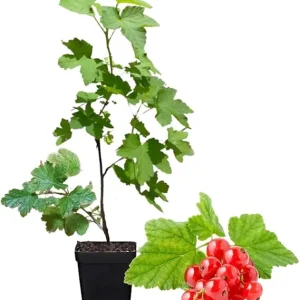 Red Currant Bush Live Plant - Bare Root, 5-9 Inches Tall, Sweet Current Berries - Image 6