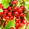 Red Currant Bush Live Plant - Fast Growing Fruit, 6-14" Tall, Outdoor - Image 1