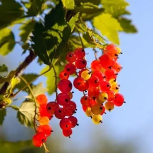 Red Currant Live Plant – 1 Year Bare Root Bush – 5-9 Inch Height – Outdoor Fruit - Image 5