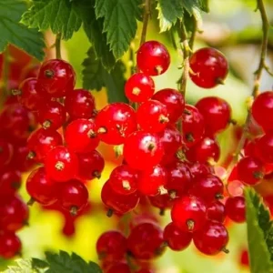 Red Currant Live Plant 5-9 Inch Tall Bareroot Bush - Fruit Tree - Image 5