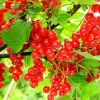 Red Currant Plant Live Bush – 5-9 Inch Height – Fruit Tree for Planting - Image 1