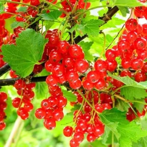 Red Currant Plant Live Bush – 5-9 Inch Height – Fruit Tree for Planting - Image 1