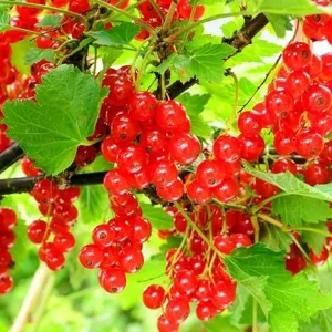 Red Currant Plant Live Bush – 5-9 Inch Height – Fruit Tree for Planting - Image 5