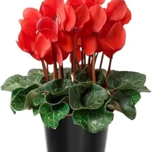Red Cyclamen Live Plant – 4