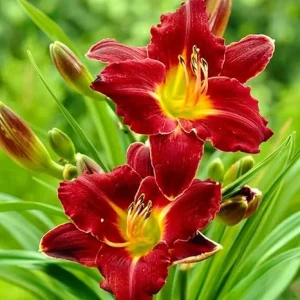 Red Daylily Bulbs - 3 Pack Reblooming Perennial Flowers for Outdoor Gardens - Image 5