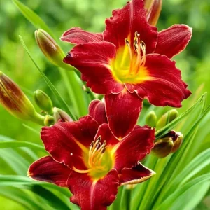 Red Daylily Bulbs - 3 Pack Reblooming Perennial Flowers for Outdoor Gardens - Image 7