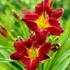 Red Daylily Bulbs - 3 Pack Reblooming Perennial Flowers for Outdoor Gardens - Image 1