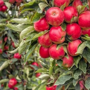 Red Delicious Apple Tree Live Plant 4-5 Ft Tall - Sweet Red Apples, Fragrant Blooms - Image 3