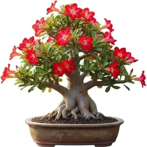 Red Desert Rose Live Plant - Adenium Succulent Bonsai Tree, 4-8 Inches Tall - Image 4