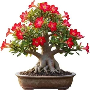 Red Desert Rose Live Plant - Adenium Succulent Bonsai Tree, 4-8 Inches Tall - Image 5