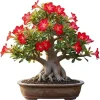 Red Desert Rose Live Plant - Adenium Succulent Bonsai Tree, 4-8 Inches Tall - Image 1