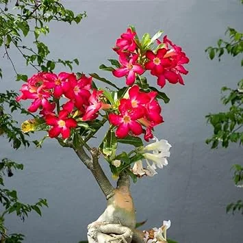 Red Desert Rose Live Plant - Cold Hardy Starter, 4-7 Inch Tall Seedling - Image 2