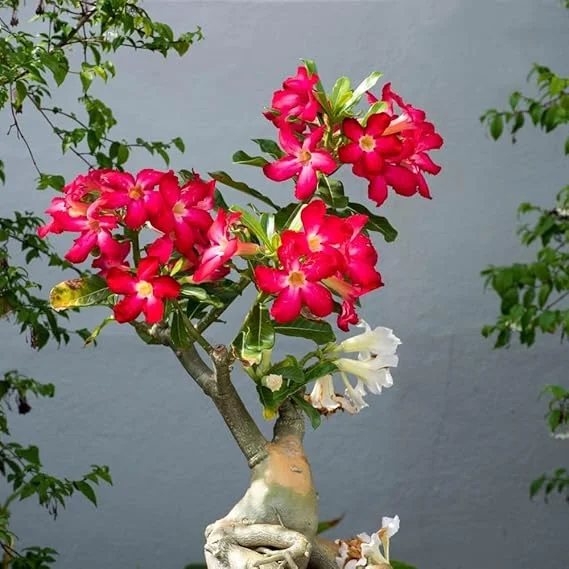 Red Desert Rose Live Plant - Cold Hardy Starter, 4-7 Inch Tall Seedling - Image 3