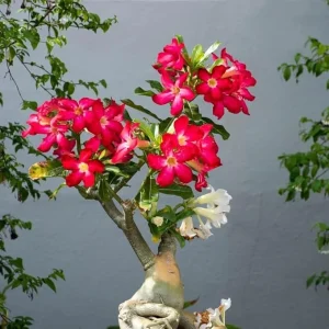 Red Desert Rose Live Plant - Cold Hardy Starter, 4-7 Inch Tall Seedling - Image 7