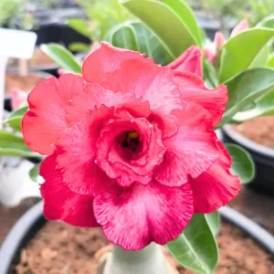 Red Desert Rose Live Plants - 2 Pack Adenium Seedlings 4-7 inch Tall Succulent - Image 2