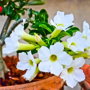 Red Desert Rose Live Plants - 2 Pack Adenium Seedlings 4-7 inch Tall Succulent - Image 3