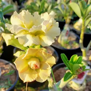 Red Desert Rose Live Plants - 2 Pack Adenium Seedlings 4-7 inch Tall Succulent - Image 4