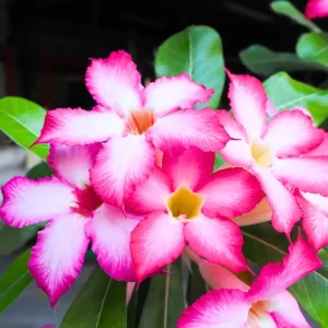 Red Desert Rose Live Plants - 2 Pack Adenium Seedlings 4-7 inch Tall Succulent - Image 5