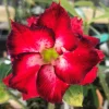 Red Desert Rose Live Plants - 2 Pack Adenium Seedlings 4-7 inch Tall Succulent - Image 1