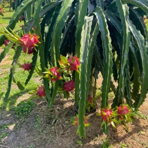 Red Dragon Fruit Live Plant - 12-15 Inch Tropical Tree for Home Garden - Image 2
